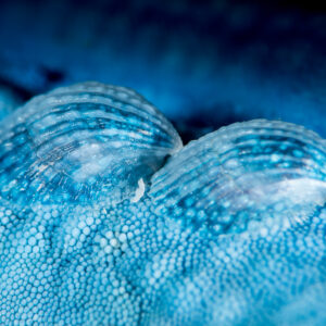 Two tiny translucent parasitic snails on a blue sea star, Anilao, Batangas, Philippines