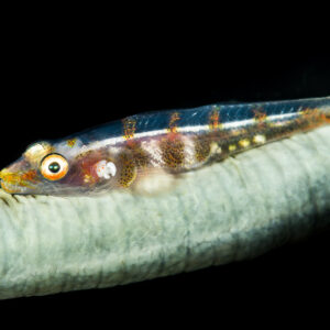 Whip coral goby lying along a pale whip coral, black background, Anilao, Batangas, Philippines