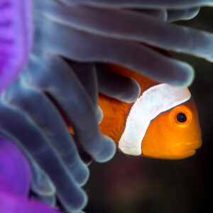 Poisson-clown à trois bandes jaillissant des tentacules d’une anémone violette, Anilao, Batangas, Philippines