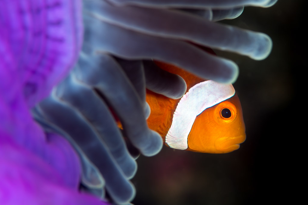 Poisson-clown à trois bandes jaillissant des tentacules d’une anémone violette, Anilao, Batangas, Philippines
