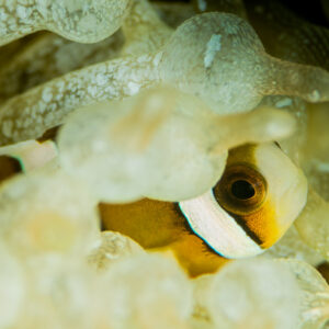 Jeune poisson-clown de Clark caché au fond d’une anémone pâle à bulles, Anilao, Batangas, Philippines