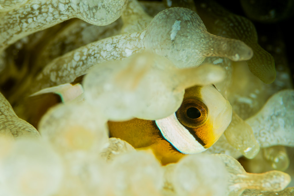 Jeune poisson-clown de Clark caché au fond d’une anémone pâle à bulles, Anilao, Batangas, Philippines