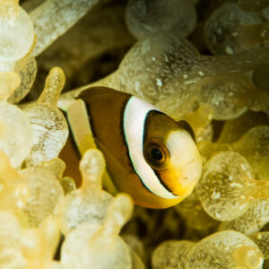 Juvenile Clark's anemonefish peering out between bulbous anemone tentacles, vertical, Anilao, Batangas, Philippines
