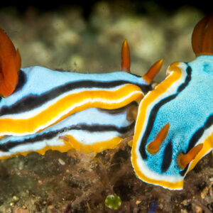 Two chromodoris nudibranchs side by side with orange gills raised, Anilao, Batangas, Philippines