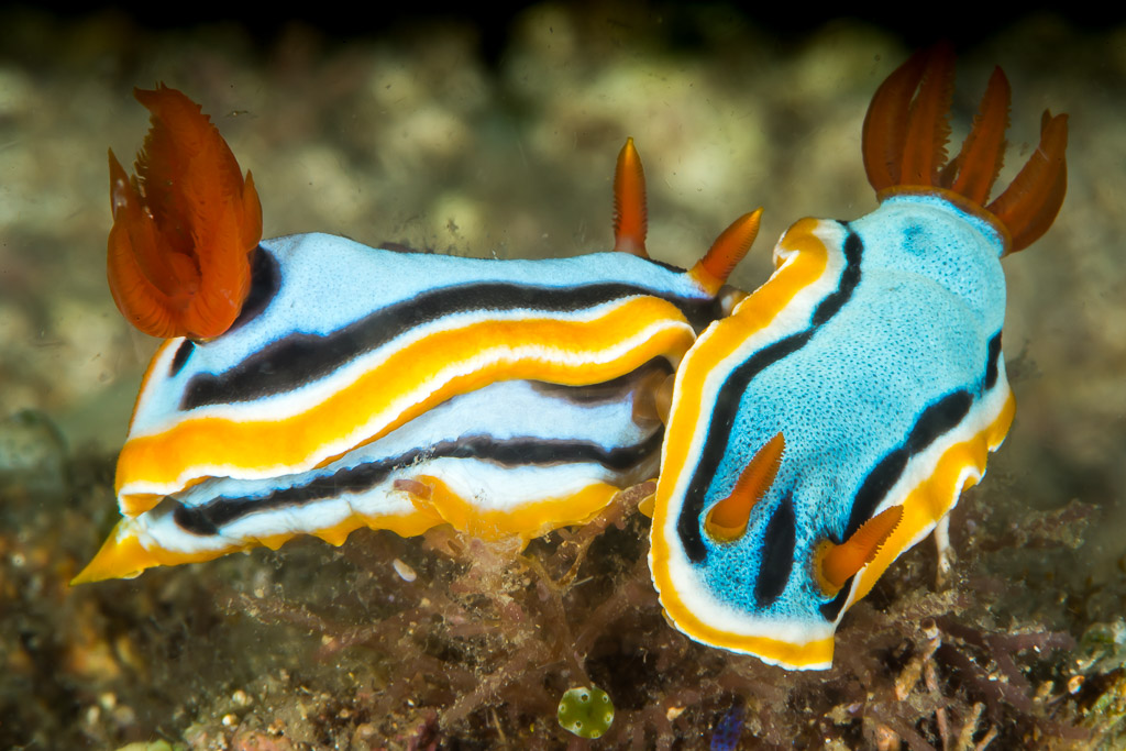 Two chromodoris nudibranchs side by side with orange gills raised, Anilao, Batangas, Philippines