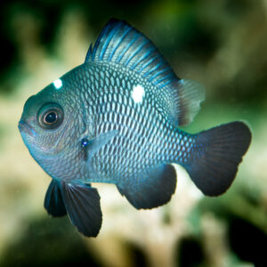 Juvenile threespot dascyllus hovering above coral, dark body with white spots, Anilao, Batangas, Philippines