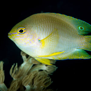 Wedgespot damselfish with blue-lined head swimming above soft coral, Anilao, Batangas, Philippines