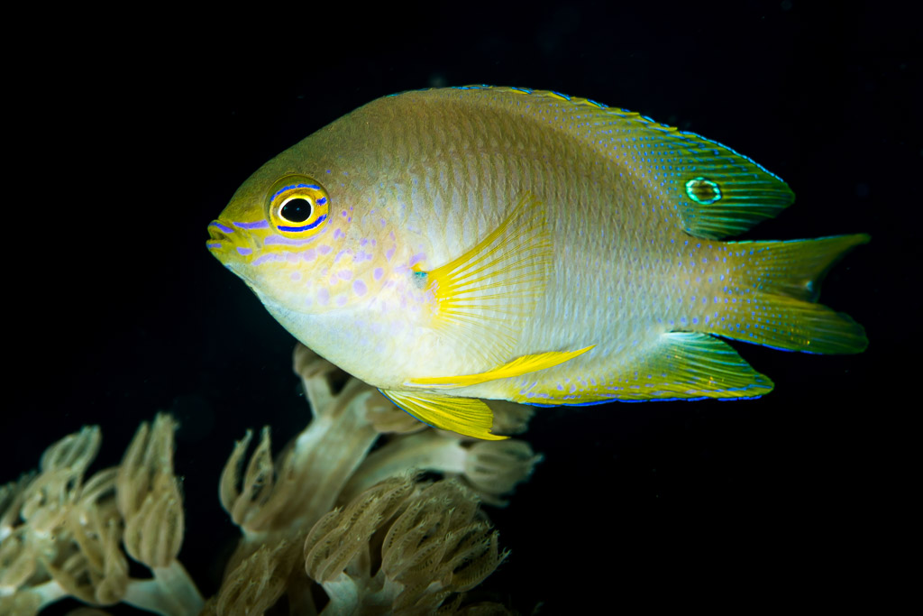 Demoiselle à tache cunéiforme à tête lignée de bleu nageant au-dessus d’un corail mou, Anilao, Batangas, Philippines