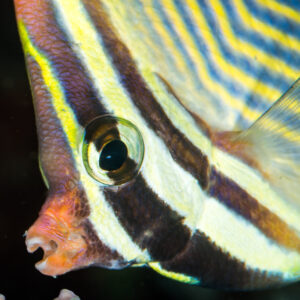 Eastern triangular butterflyfish head close-up with chevron stripes, vertical, Anilao, Batangas, Philippines