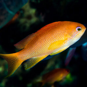 Anthias femelle jaune orangé nageant au-dessus du récif, Anilao, Batangas, Philippines
