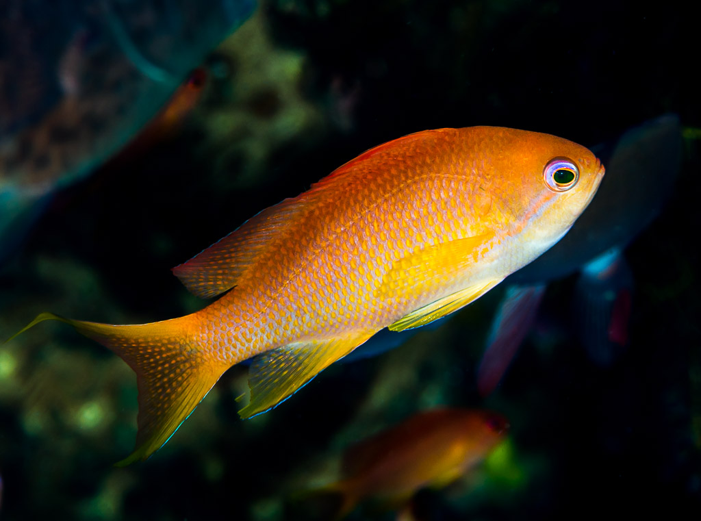 Anthias femelle jaune orangé nageant au-dessus du récif, Anilao, Batangas, Philippines