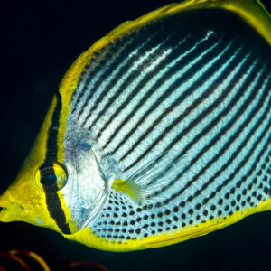 Black-backed butterflyfish in profile with dark diagonal lines and yellow fins, Anilao, Batangas, Philippines