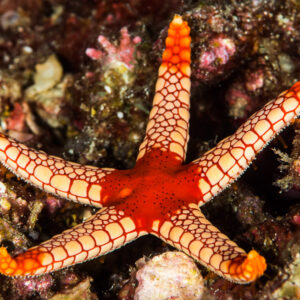 Red and cream reticulated sea star with orange arm tips on reef, Anilao, Batangas, Philippines