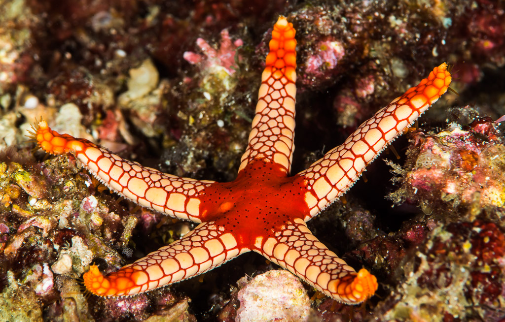 Red and cream reticulated sea star with orange arm tips on reef, Anilao, Batangas, Philippines
