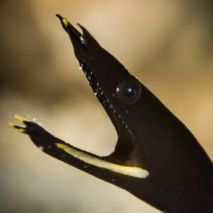 Juvenile black ribbon eel with open jaws and yellow dorsal fin line, Anilao, Batangas, Philippines