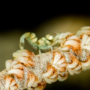 Translucent green whip coral shrimp clinging to polyps of a whip coral, Anilao, Batangas, Philippines