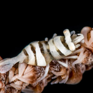 Zebra-striped whip coral shrimp on pink whip coral, black background, Anilao, Batangas, Philippines