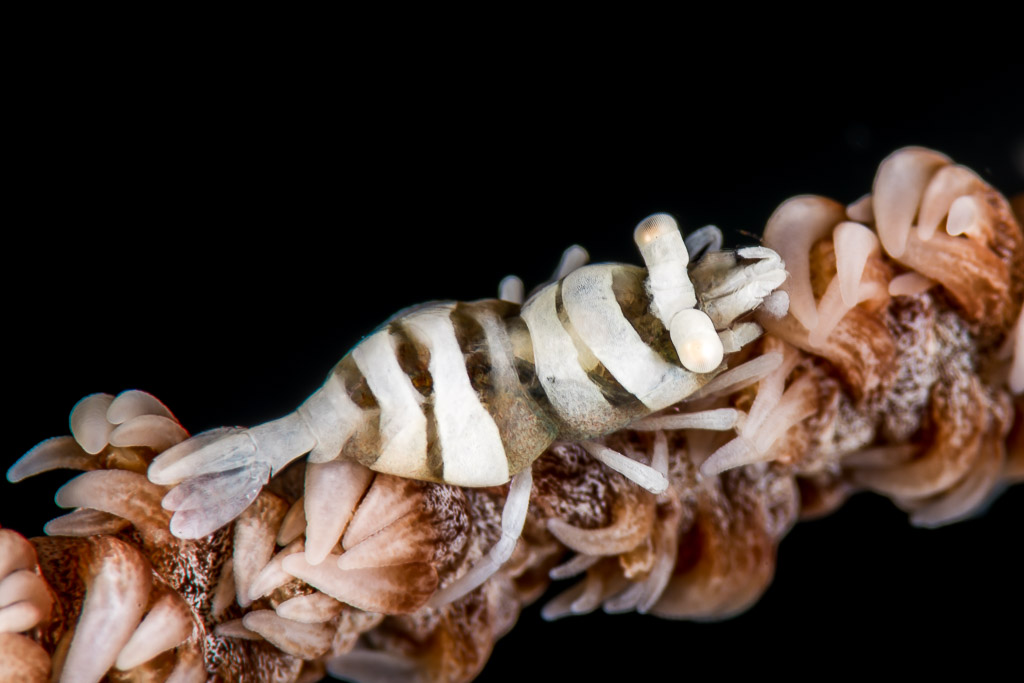 Zebra-striped whip coral shrimp on pink whip coral, black background, Anilao, Batangas, Philippines