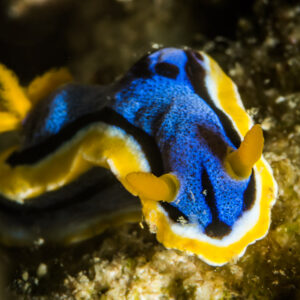 Anna's chromodoris nudibranch, deep blue with yellow rim, front view, Anilao, Batangas, Philippines