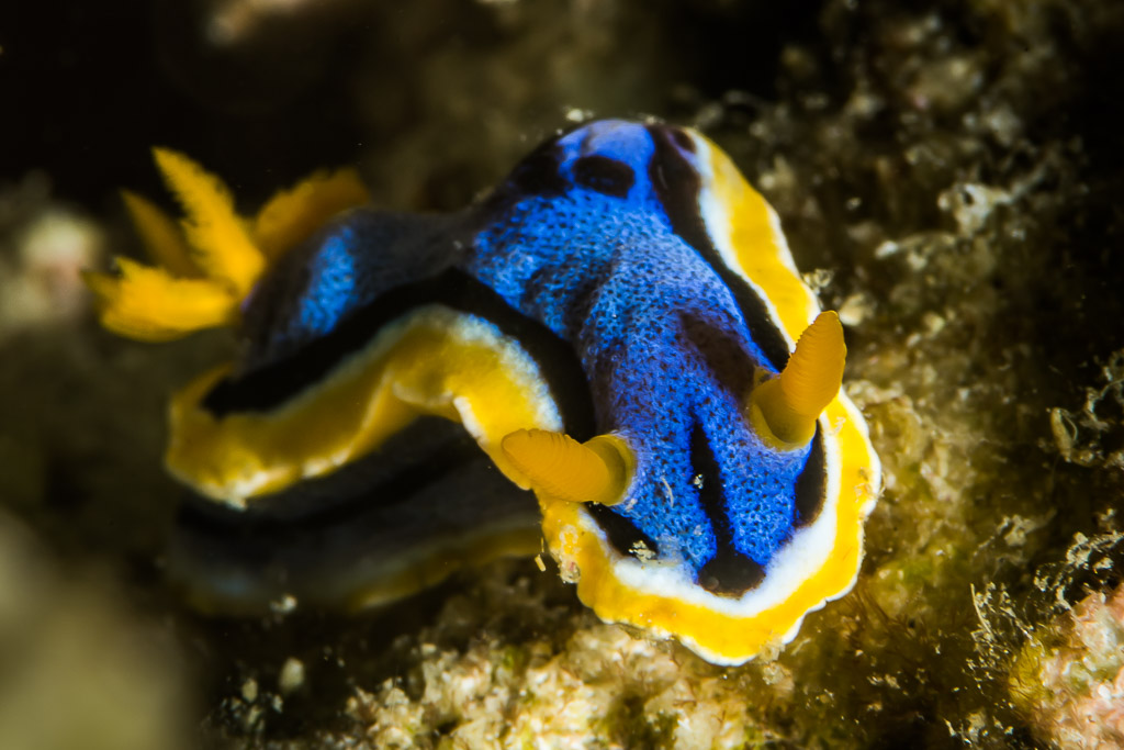 Anna's chromodoris nudibranch, deep blue with yellow rim, front view, Anilao, Batangas, Philippines