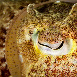 Cuttlefish eye close-up with W-shaped pupil and speckled skin, Anilao, Batangas, Philippines