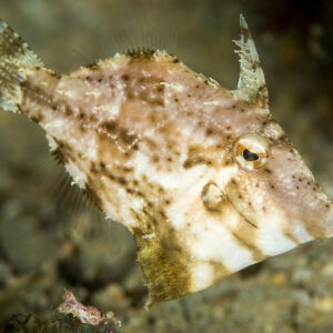 Mottled filefish hovering over sandy bottom, dorsal spine raised, Anilao, Batangas, Philippines