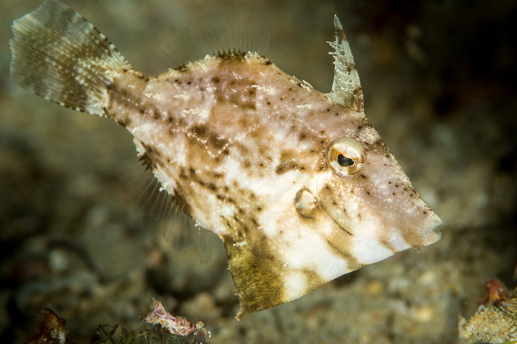 Mottled filefish hovering over sandy bottom, dorsal spine raised, Anilao, Batangas, Philippines