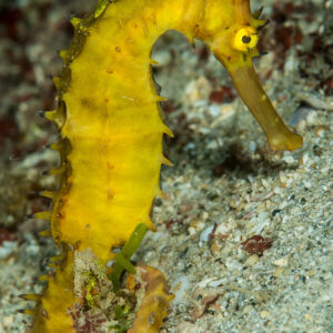 Yellow thorny seahorse on sand with tail curled, vertical full body, Anilao, Batangas, Philippines