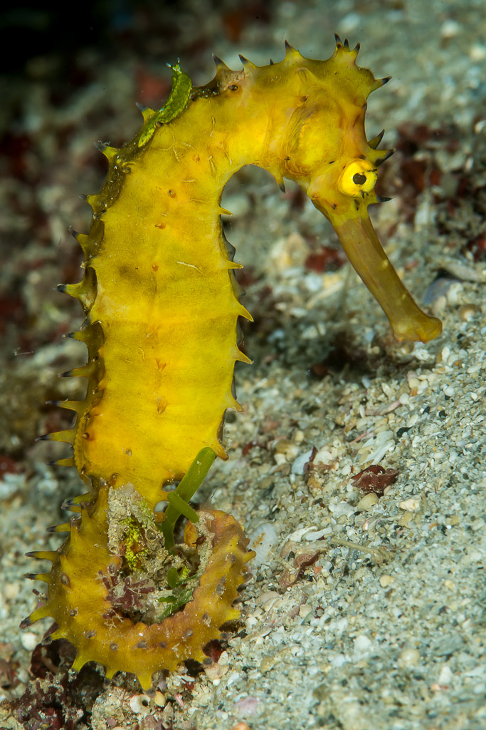Yellow thorny seahorse on sand with tail curled, vertical full body, Anilao, Batangas, Philippines