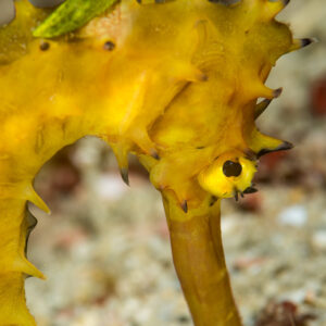 Yellow thorny seahorse close-up with a small green creature on its back, Anilao, Batangas, Philippines