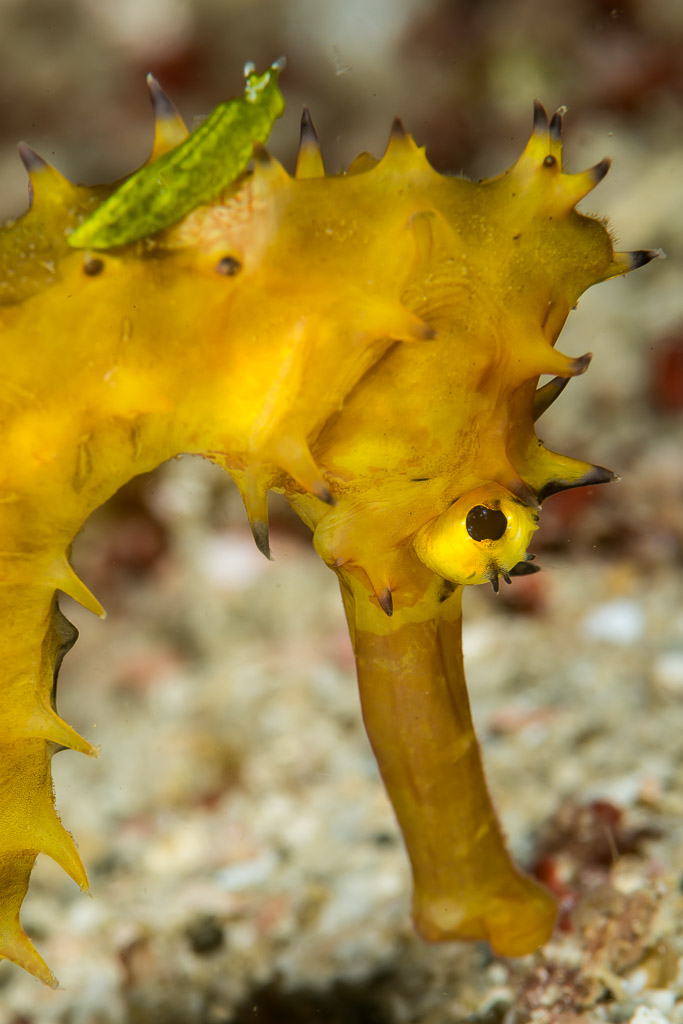 Yellow thorny seahorse close-up with a small green creature on its back, Anilao, Batangas, Philippines