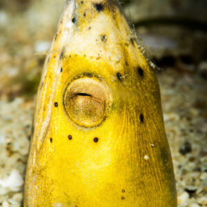 Black-finned snake eel head poking vertically out of sand, front view, Anilao, Batangas, Philippines