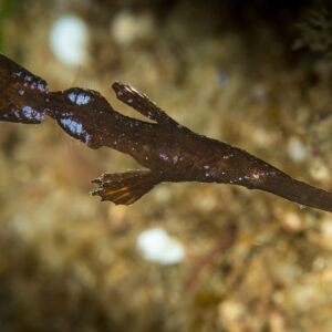 Poisson-fantôme robuste brun foncé dérivant tête en bas au-dessus du récif, Anilao, Batangas, Philippines
