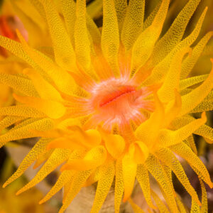 Orange cup coral polyp with tentacles fully extended, close-up, Anilao, Batangas, Philippines