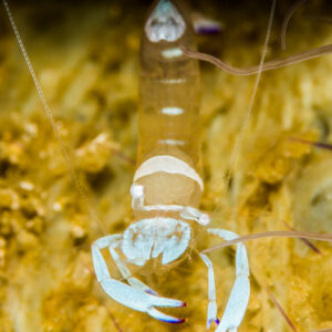 Magnificent anemone shrimp with white claws on yellow anemone, vertical, Anilao, Batangas, Philippines