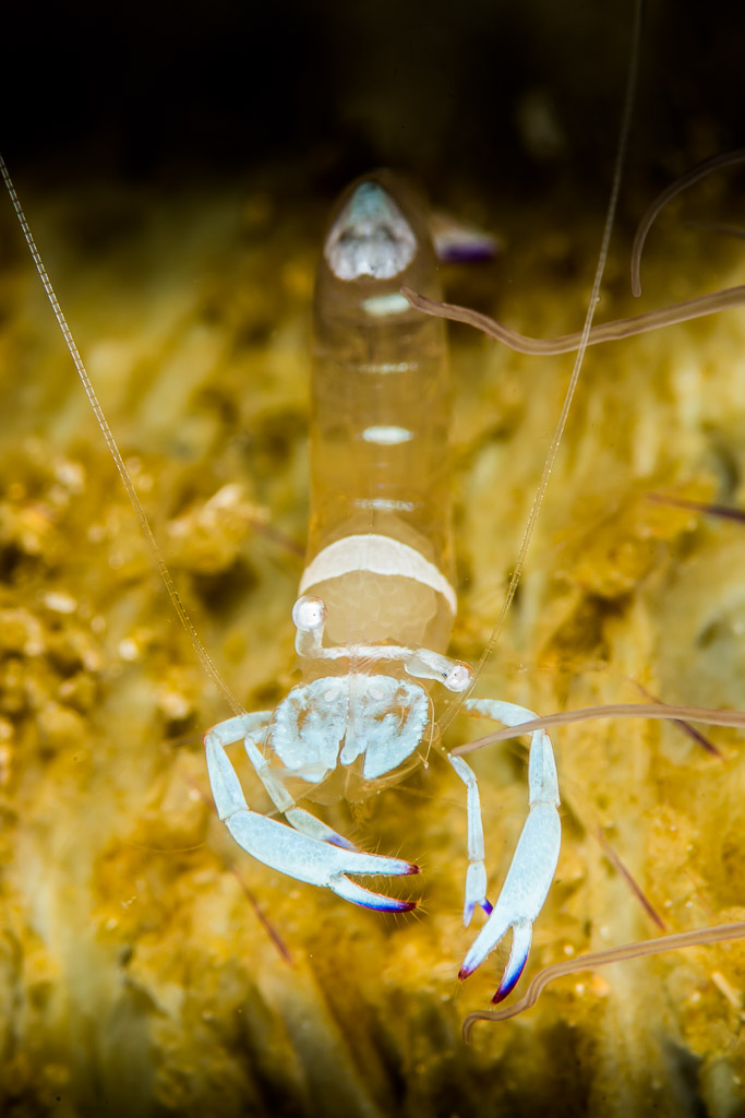 Crevette d’anémone magnifique aux pinces blanches sur anémone jaune, cadrage vertical, Anilao, Batangas, Philippines
