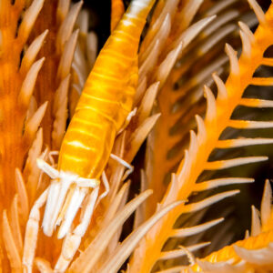 Orange crinoid shrimp camouflaged among feather star arms, Anilao, Batangas, Philippines