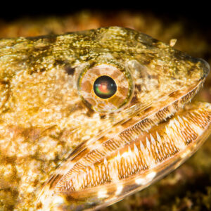 Lizardfish head close-up with mottled skin and toothy jaw, Anilao, Batangas, Philippines