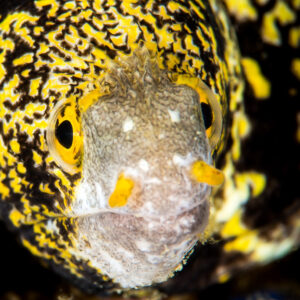 Snowflake moray face-on portrait with yellow nostrils, Anilao, Batangas, Philippines