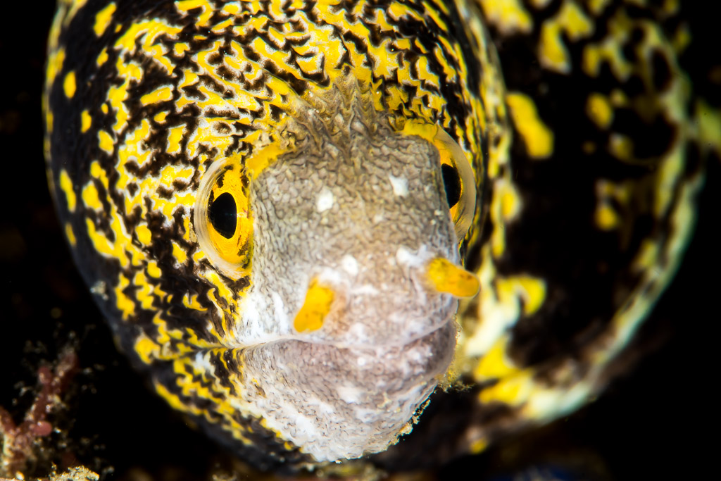 Snowflake moray face-on portrait with yellow nostrils, Anilao, Batangas, Philippines