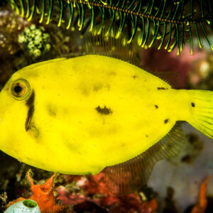 Bright yellow filefish with dark spots beneath a feather star, Anilao, Batangas, Philippines