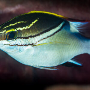 Bridled monocle bream in profile showing yellow head stripes, Anilao, Batangas, Philippines