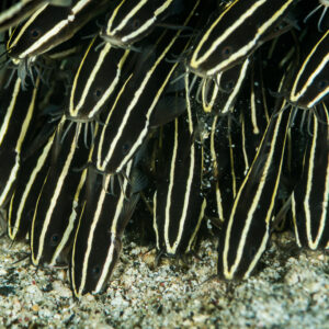 Dense ball of juvenile striped eel catfish foraging over sand, Anilao, Batangas, Philippines