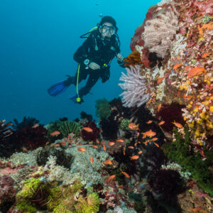 Woman diver swimming past a colourful reef wall with sea fans, Anilao, Batangas, Philippines