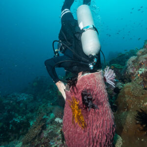 Diver head-down peering into a large barrel sponge, Anilao, Batangas, Philippines