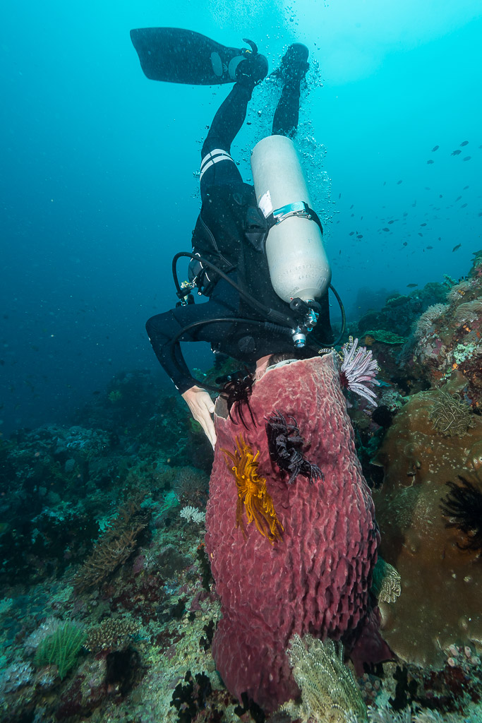 Diver head-down peering into a large barrel sponge, Anilao, Batangas, Philippines