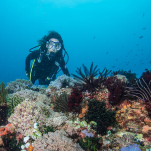 Plongeuse au loin en suspension au-dessus d’un récif corallien coloré, Anilao, Batangas, Philippines