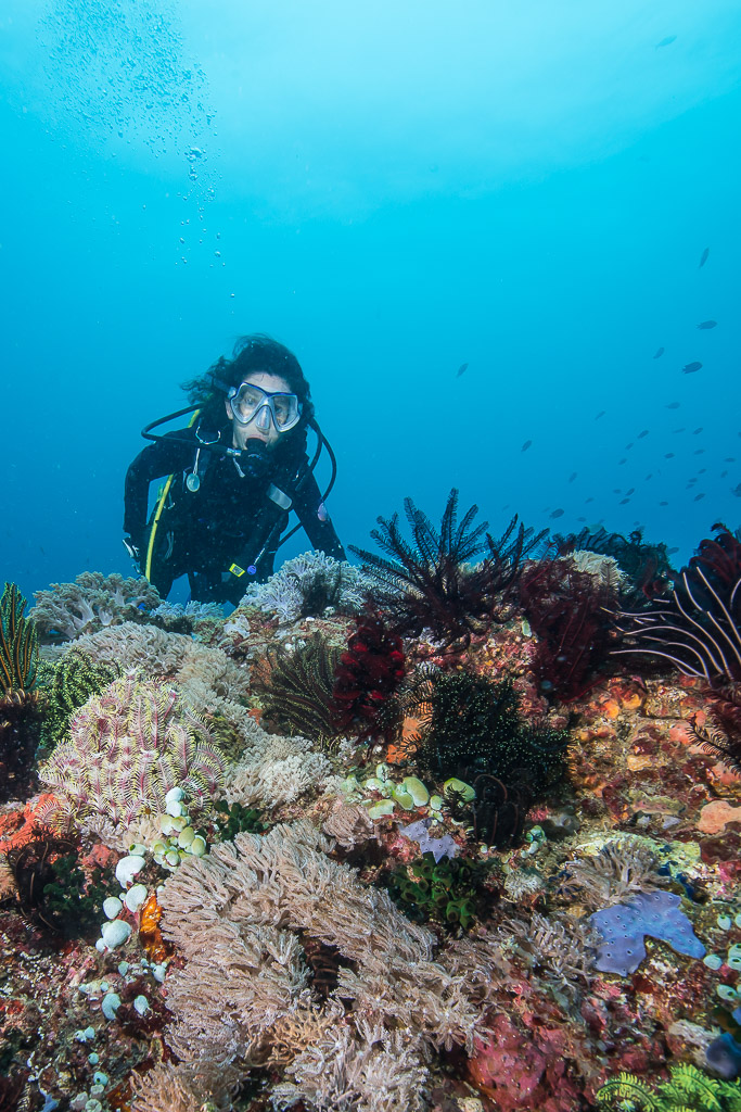 Plongeuse au loin en suspension au-dessus d’un récif corallien coloré, Anilao, Batangas, Philippines