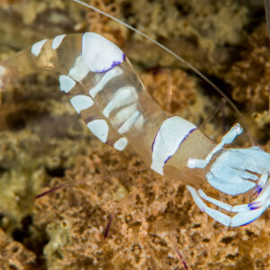 Crevette d’anémone magnifique translucide tachée de blanc sur une anémone brune, Anilao, Batangas, Philippines