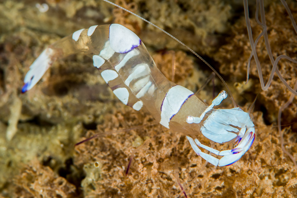 Crevette d’anémone magnifique translucide tachée de blanc sur une anémone brune, Anilao, Batangas, Philippines